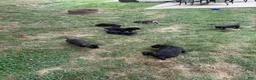 Cane Corso dogs for sale: White collar - Ad 8