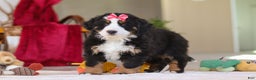 Bernese Mountain Dog dogs for sale: Bailey - Ad 8