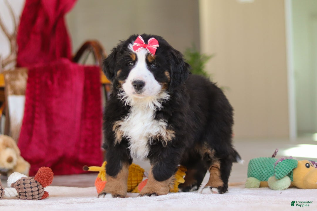 Bernese Mountain Dog dogs for sale: Bailey - Ad 8