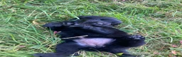 Newfoundland dogs for sale: Scarlet - Ad 12