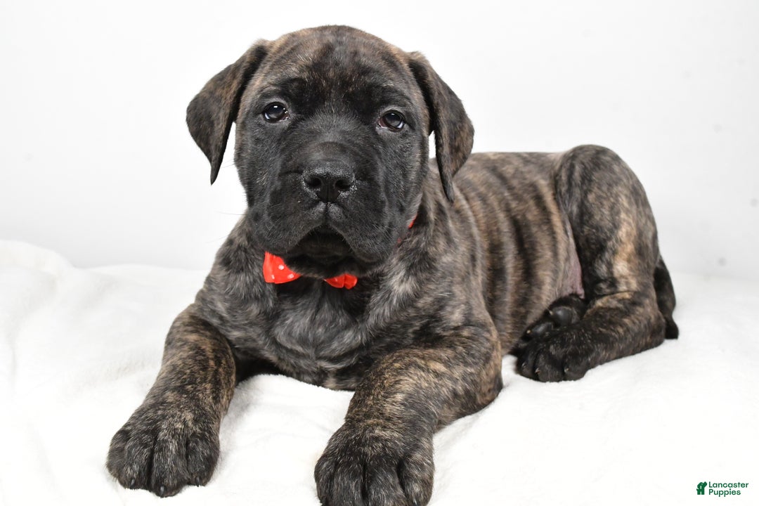 English Mastiff dogs for sale: Skip - Ad 1