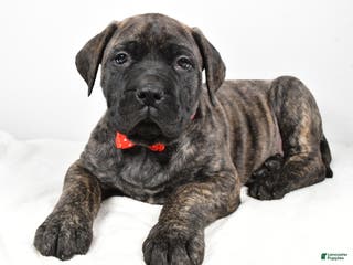 English Mastiff dogs Skip - Ad 9