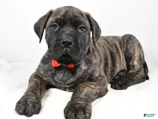 English Mastiff dogs Skip - Ad 12