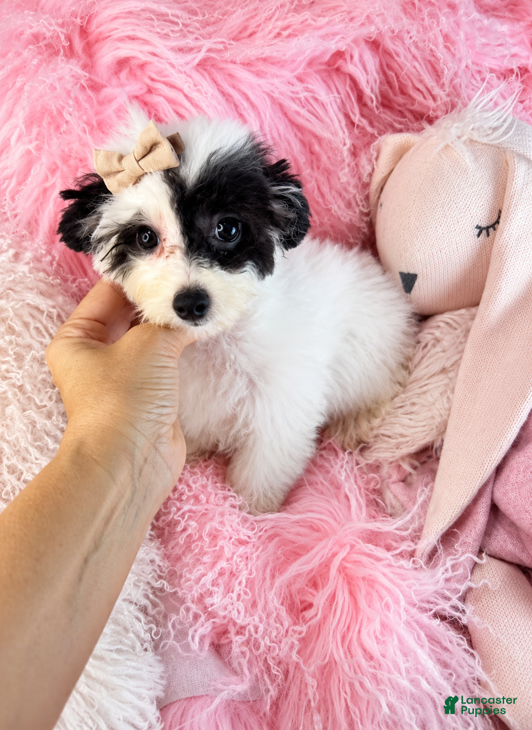 Toy Poodle dogs for sale: Toy Poodle 1 - Ad 2