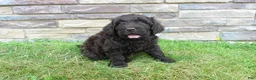 Newfypoo dogs for sale: F1b Coco - Ad 5