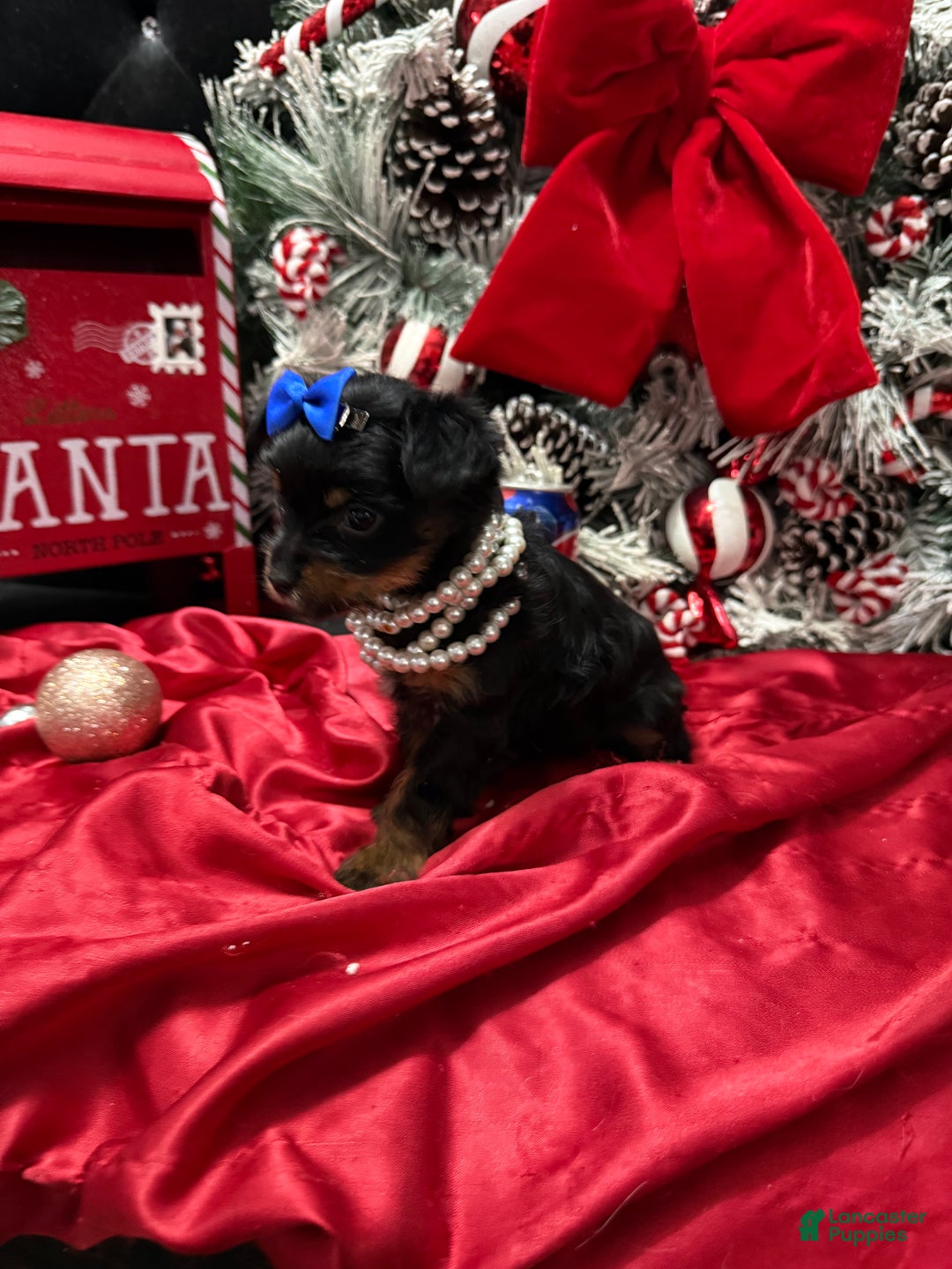 Yorkshire Terrier dogs for sale: Rigatoni  - Ad 4