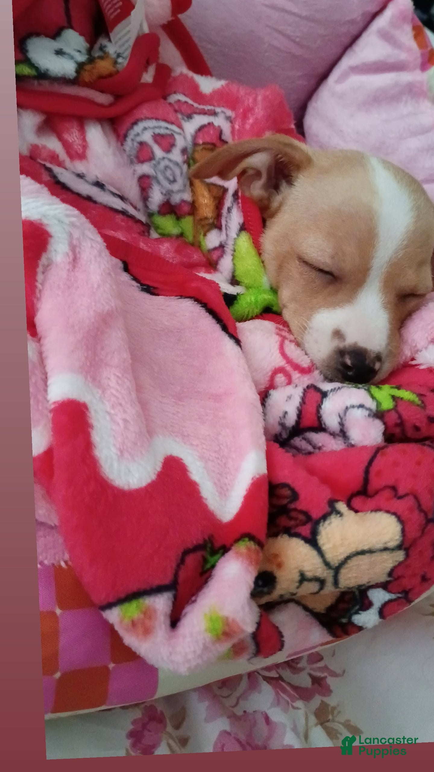 Mixed Breed dogs Mixed Breed 1 - Ad 4