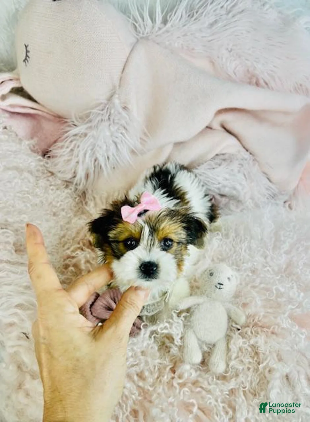 Yorkshire Terrier dogs for sale: Yorkshire Terrier Puppy 1 - Ad 4