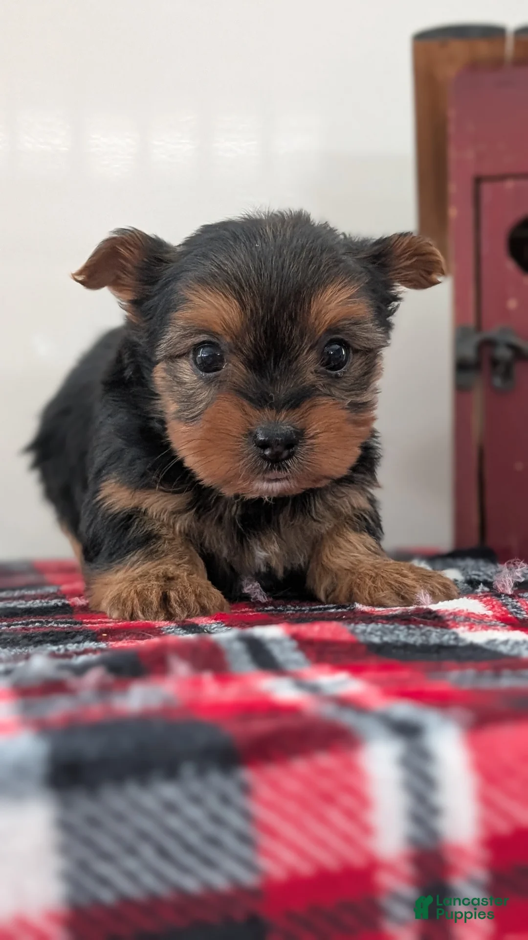 Yorkshire Terrier dogs for sale: Daisy - Ad 8