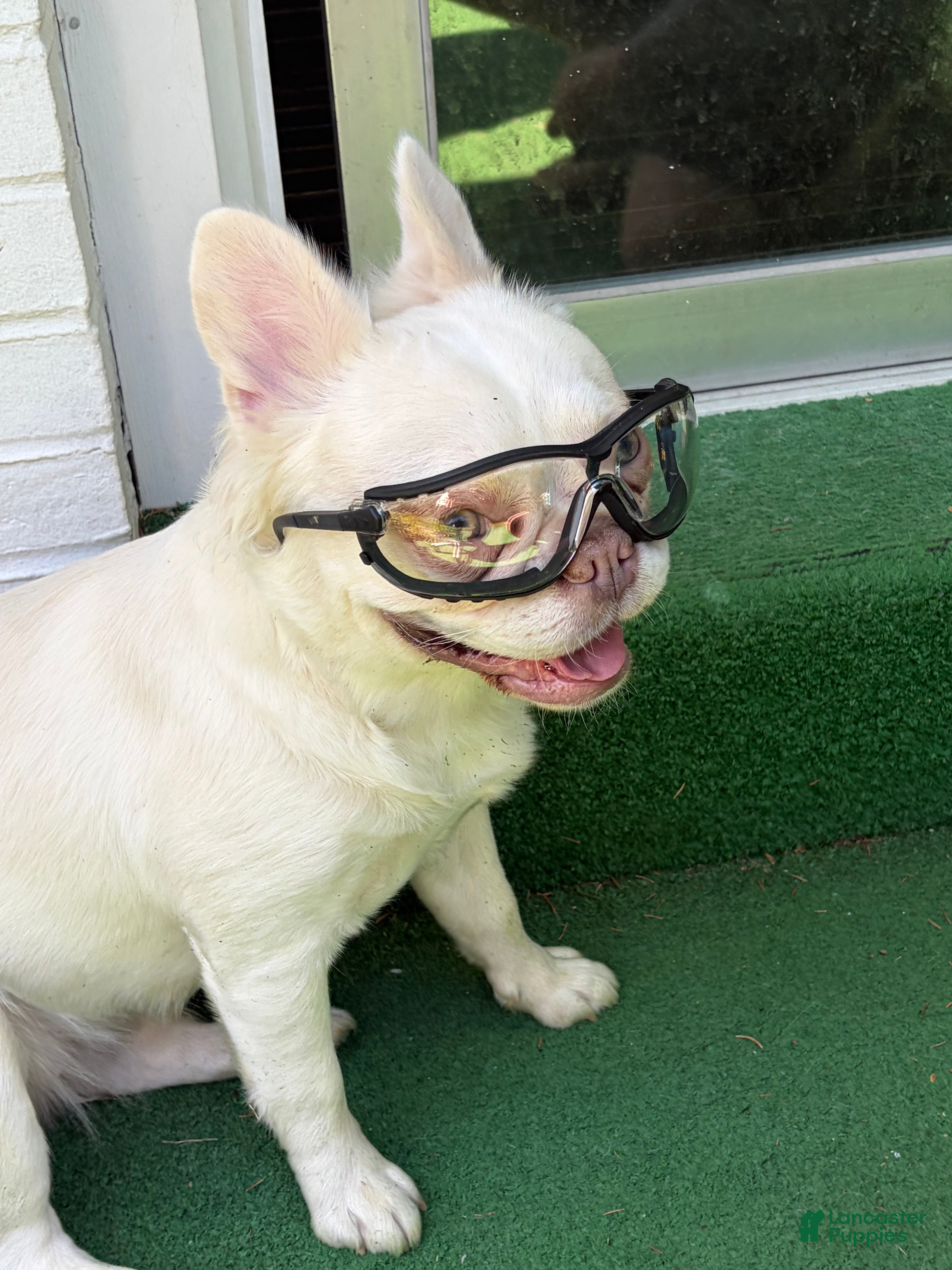 French Bulldog dogs Arella  - Ad 1