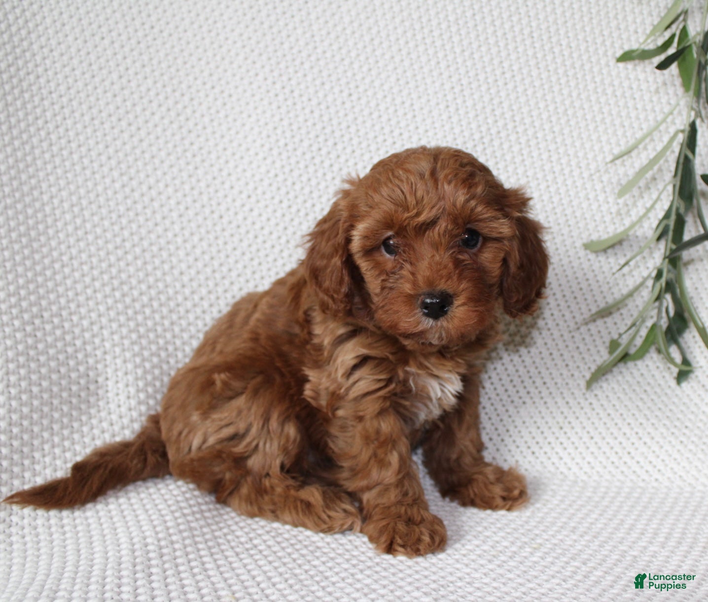 Cavapoo dogs Sage  - Ad 1