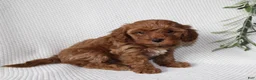 Cavapoo dogs for sale: Sage  - Ad 1