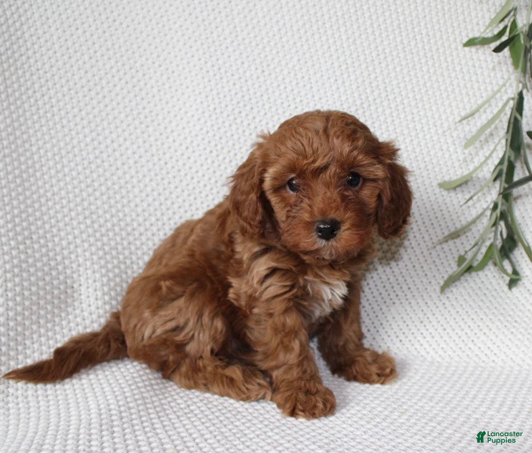 Cavapoo dogs for sale: Sage  - Ad 1