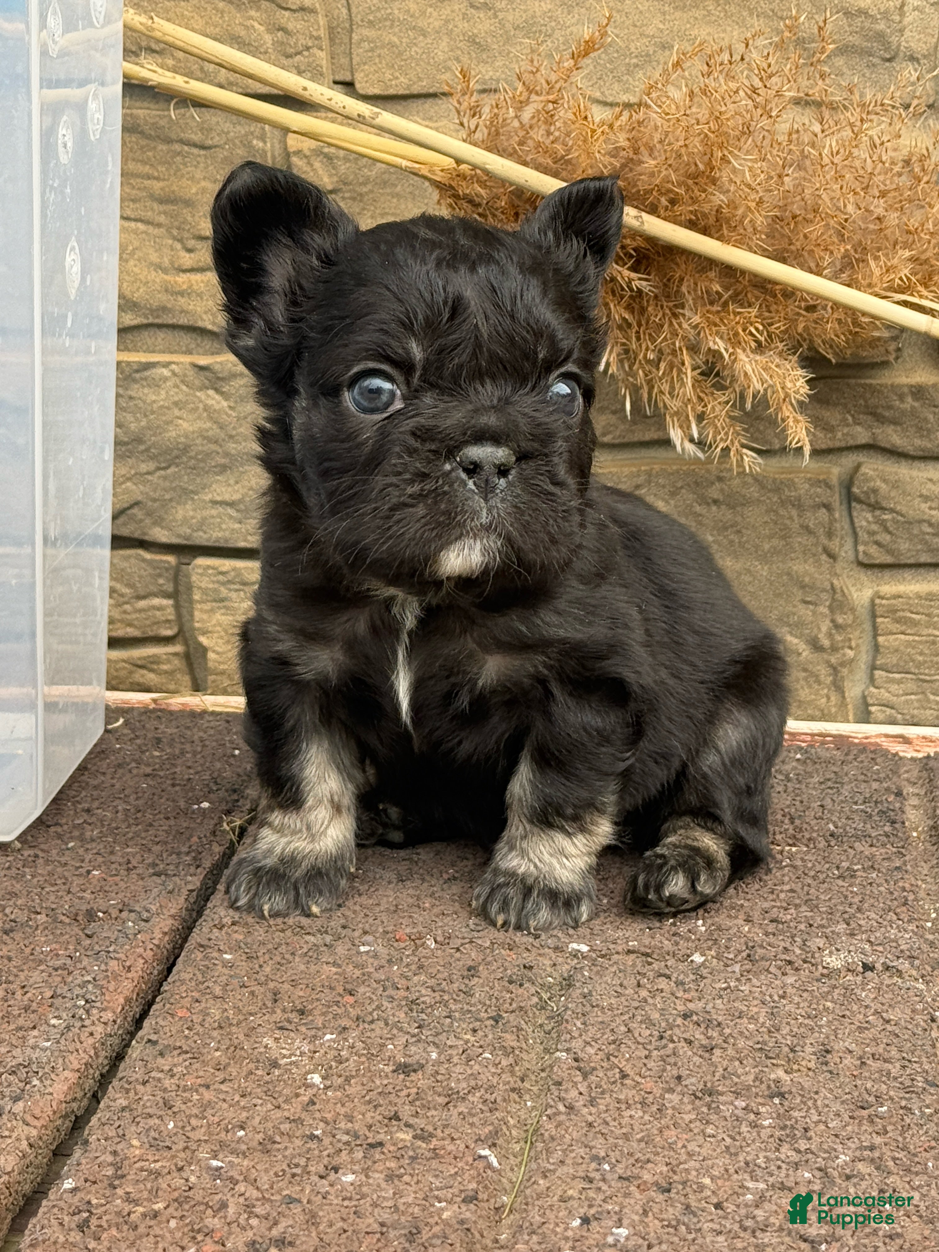 French Bulldog dogs for sale: French Bulldog Puppy 3 - Ad 3