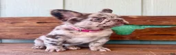 French Bulldog dogs for sale: Honey - Ad 2