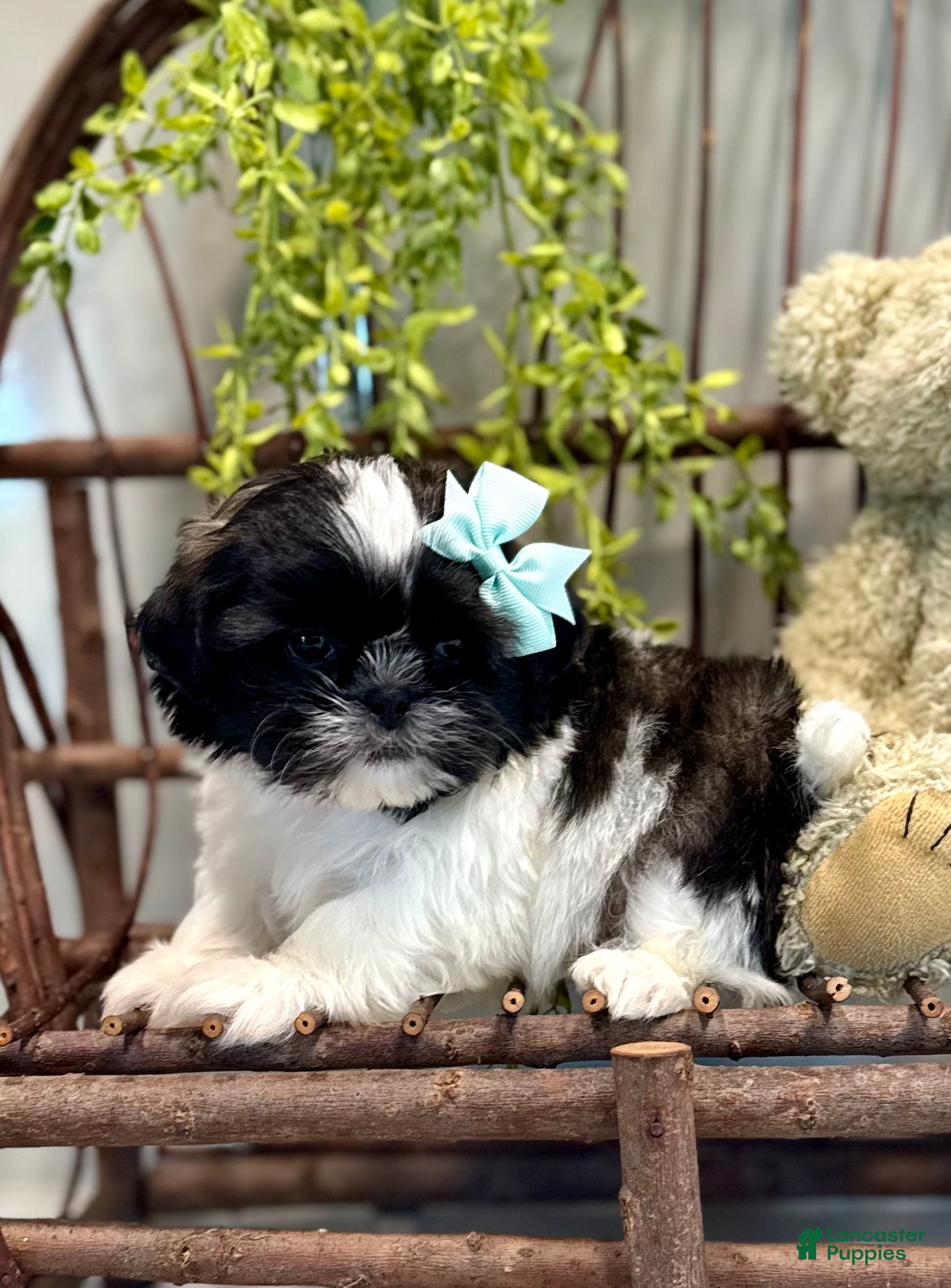 Shih Tzu dogs for sale: AKC SAMMI - Ad 1
