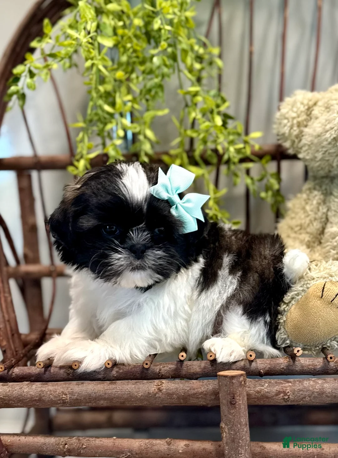 Shih Tzu dogs for sale: AKC SAMMI - Ad 1