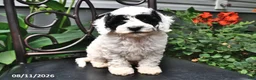 Cockapoo dogs for sale: Arlen - Ad 1