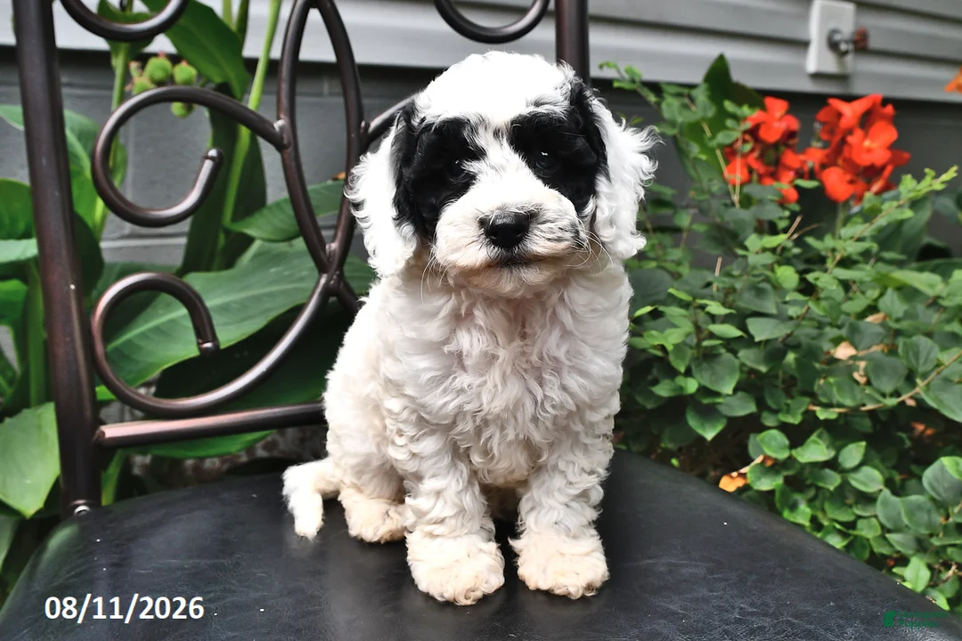 Cockapoo dogs for sale: Arlen - Ad 1