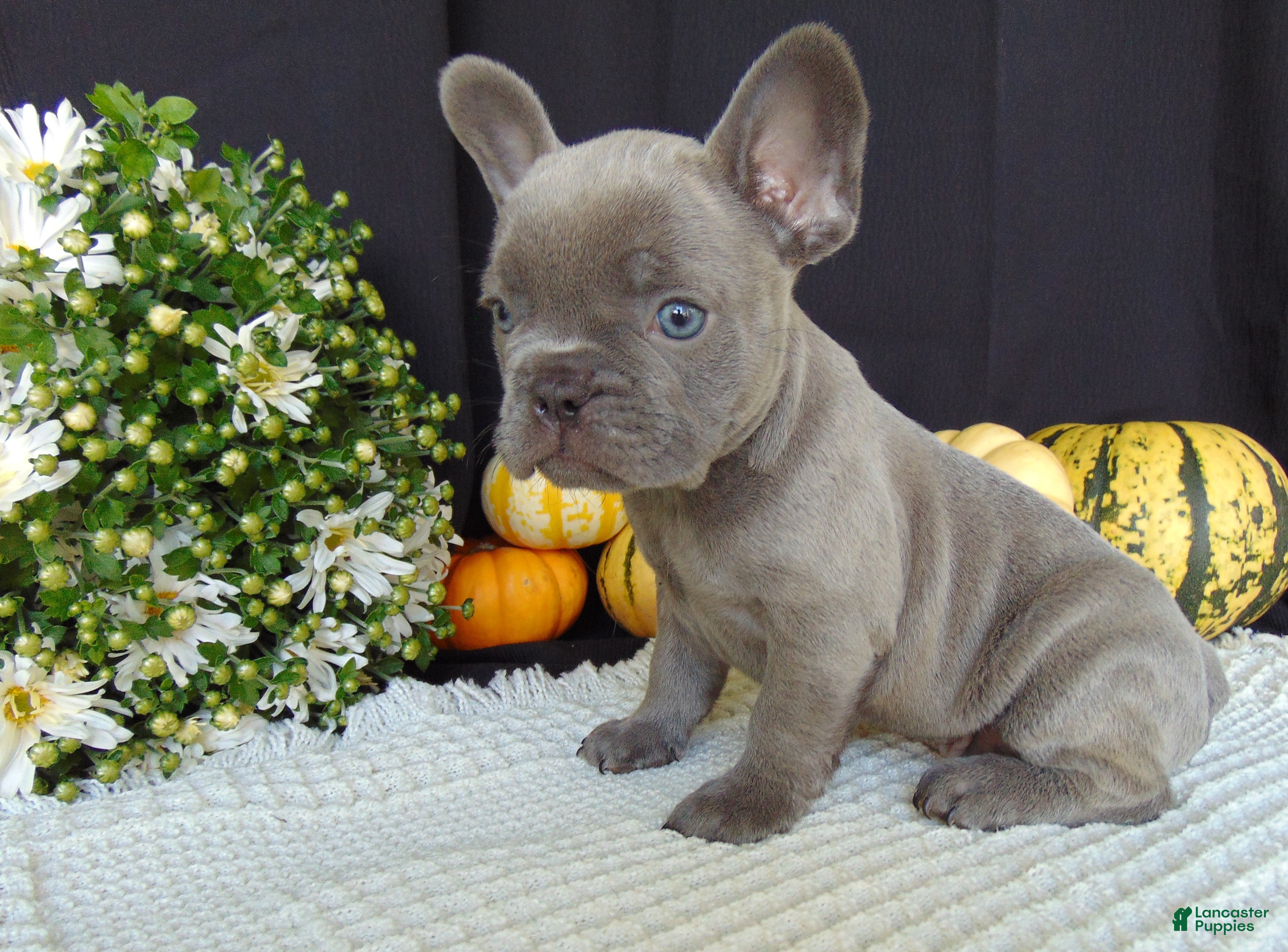 French Bulldog dogs Myles - Ad 2