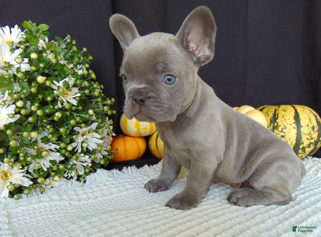 French Bulldog dogs for sale: Myles - Ad 2