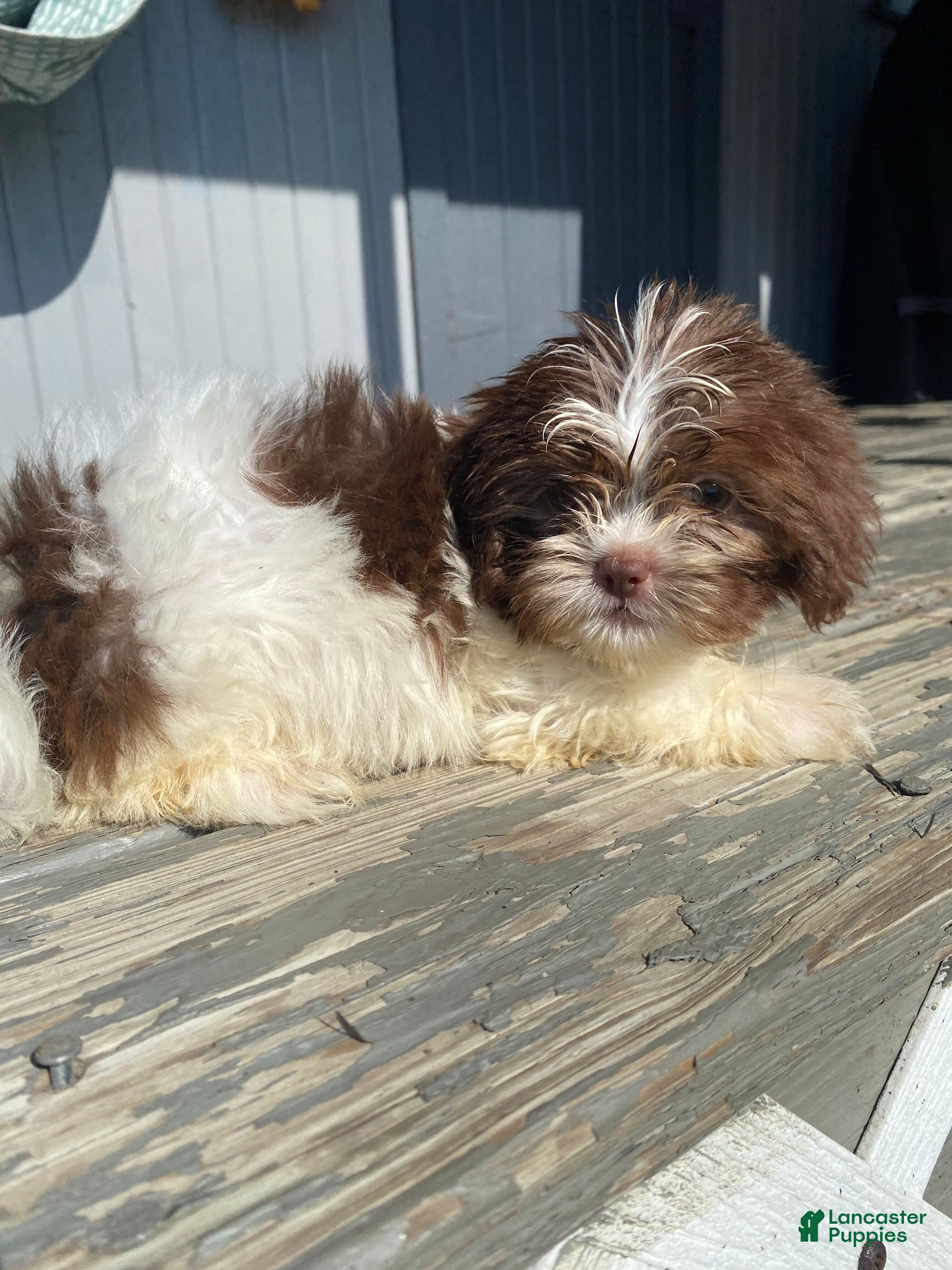 Shih Tzu dogs Betty - Ad 2