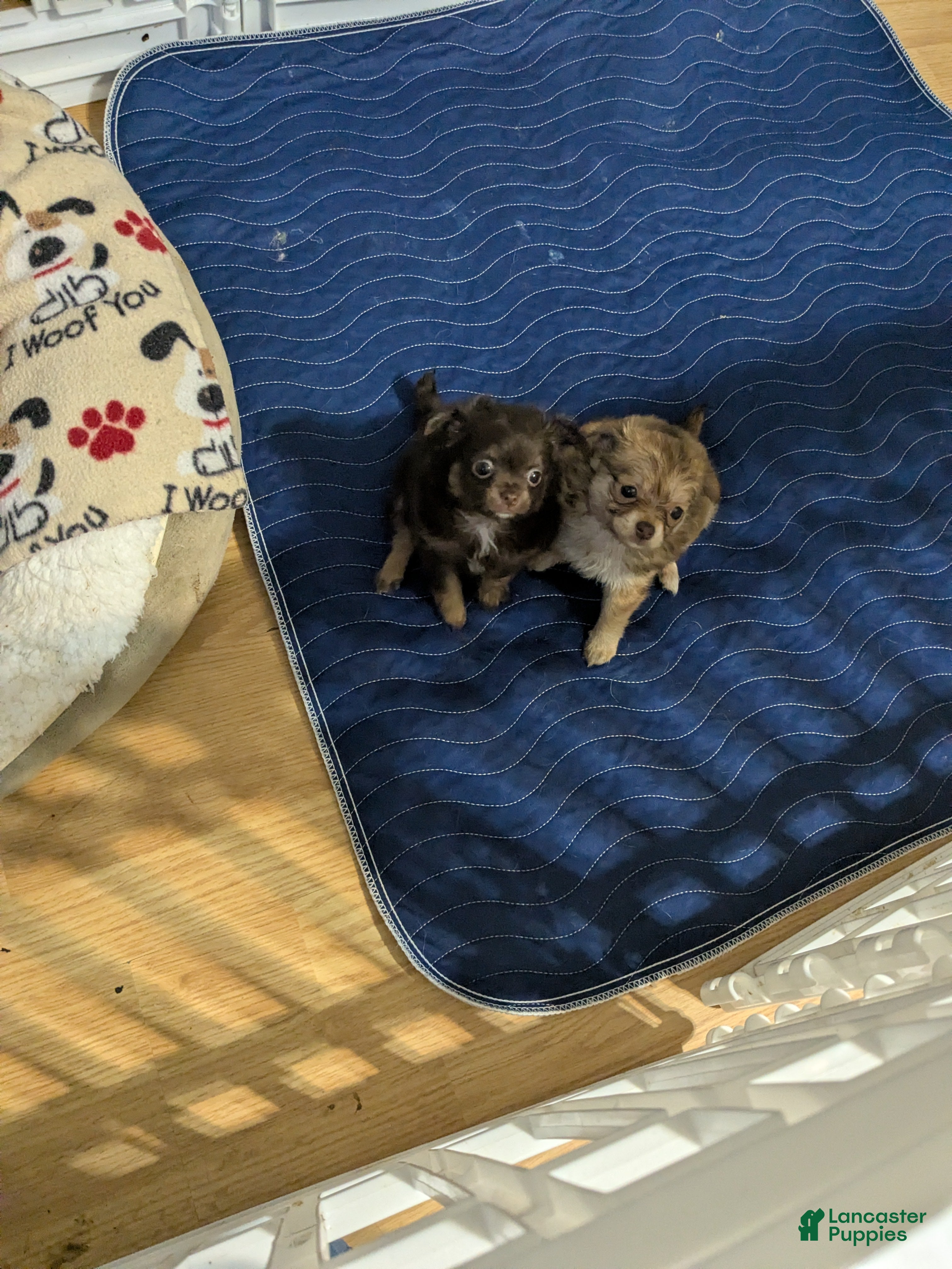 Chihuahua dogs for sale: Chihuahua Puppy 2(lou-lou) - Ad 5