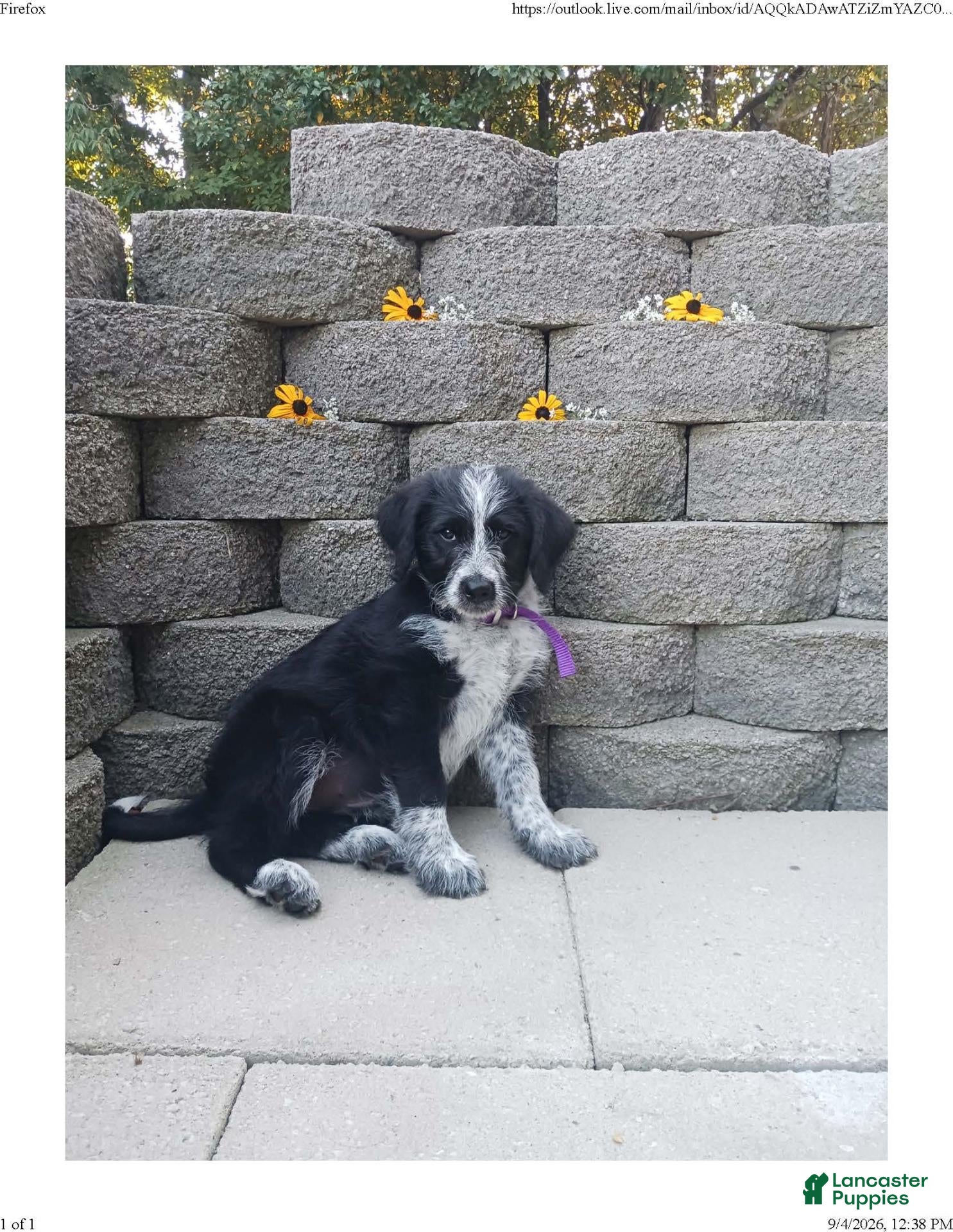 Mixed Breed dogs Millie - Ad 2