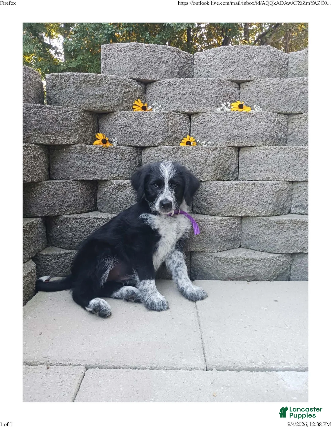 Mixed Breed dogs for sale: Millie - Ad 2