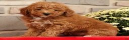 Mini Goldendoodle dogs for sale: Buster - Ad 3