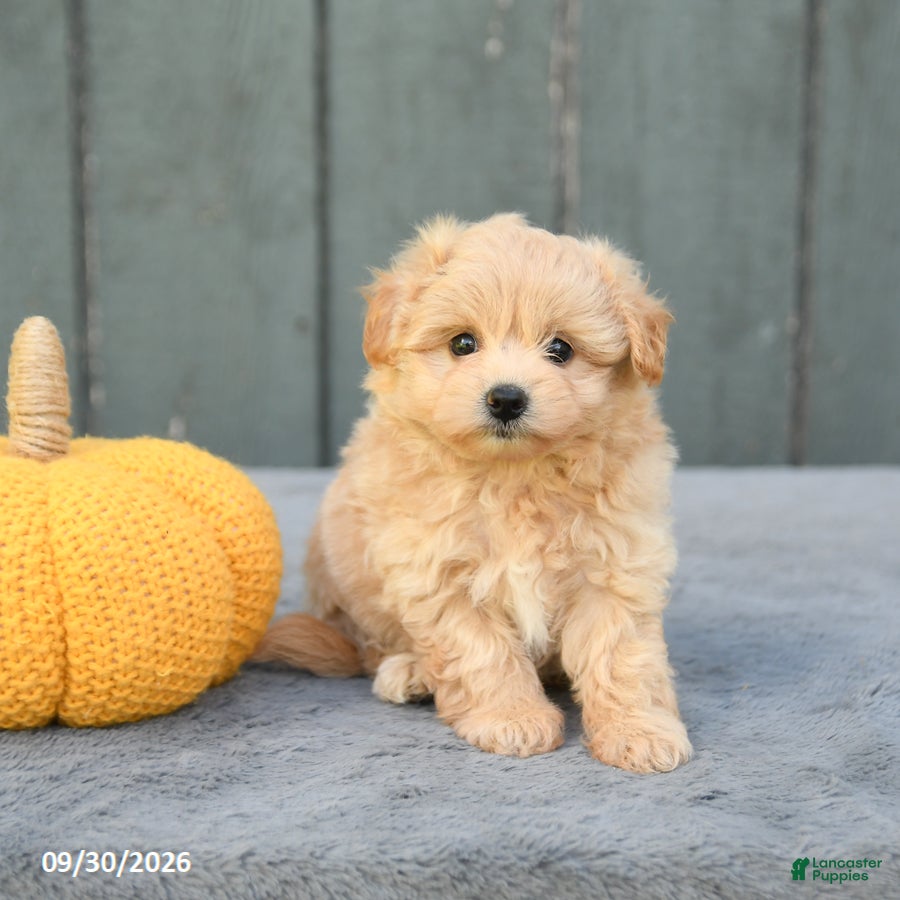 Pomapoo dogs Jasmine - Ad 1