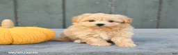 Pomapoo dogs for sale: Jasmine - Ad 1