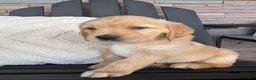 Golden Retriever dogs for sale: Golden Retriever Puppy 4 "TEAL" - Ad 2