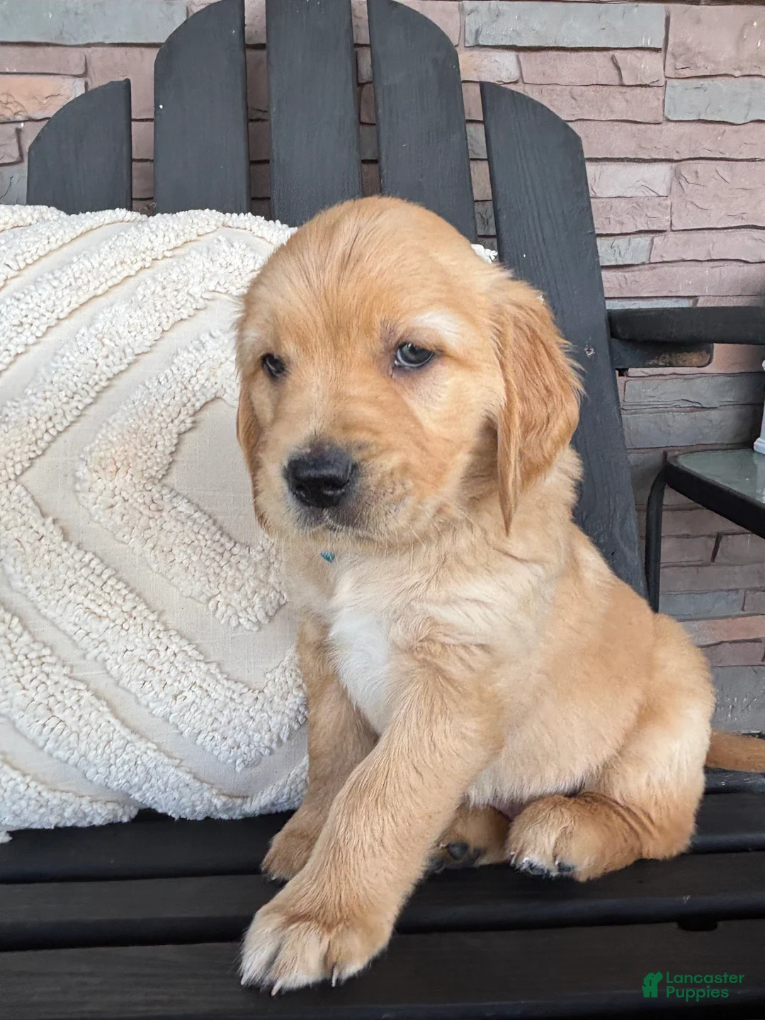 Golden Retriever dogs for sale: Golden Retriever Puppy 4 "TEAL" - Ad 2