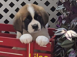 Saint Bernard dogs - Ad 29