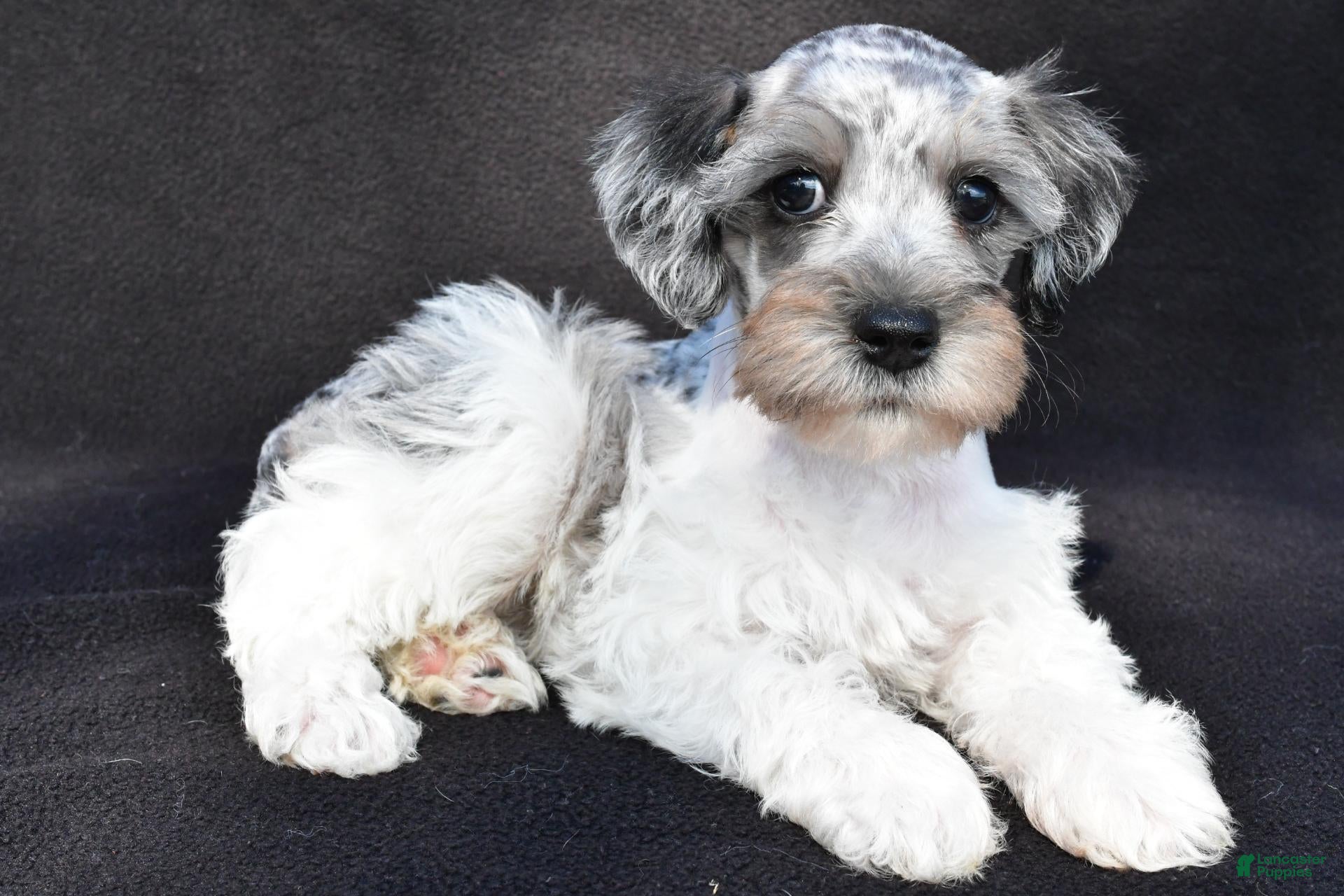 Schnoodle dogs Echo - Ad 1