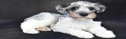 Schnoodle dogs for sale: Echo - Ad 1