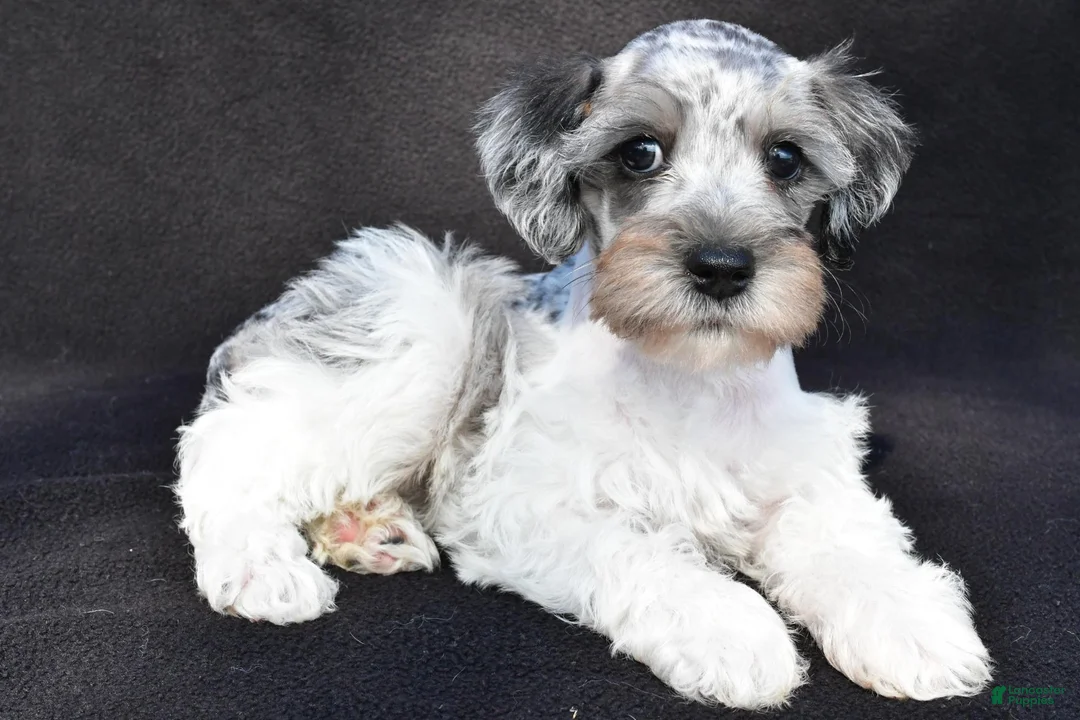 Schnoodle dogs for sale: Echo - Ad 1