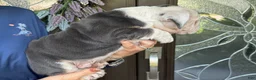 English Bulldog dogs for sale: Hans Solo - Ad 2