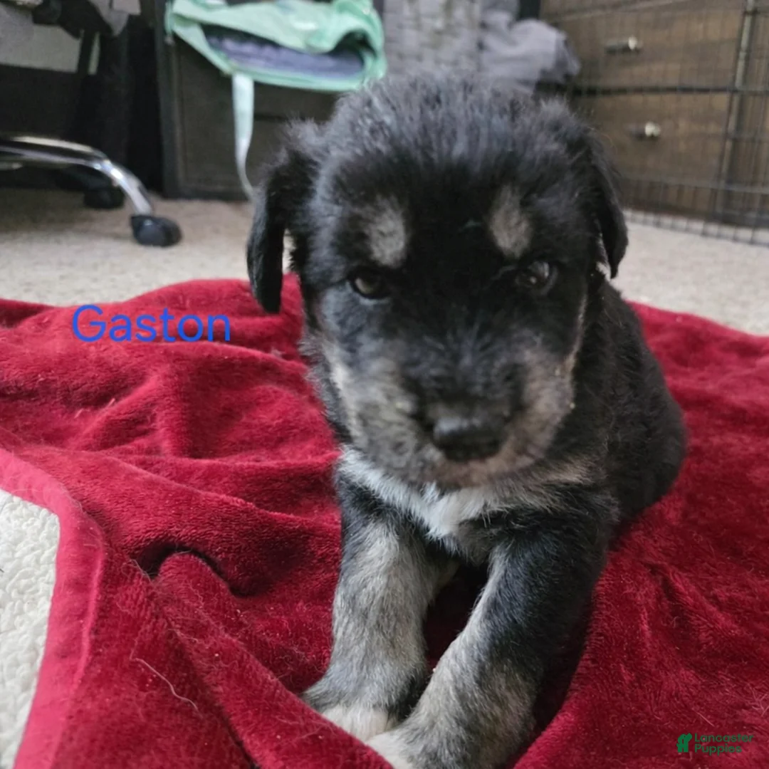 Huskipoo dogs for sale: Gaston - Ad 1