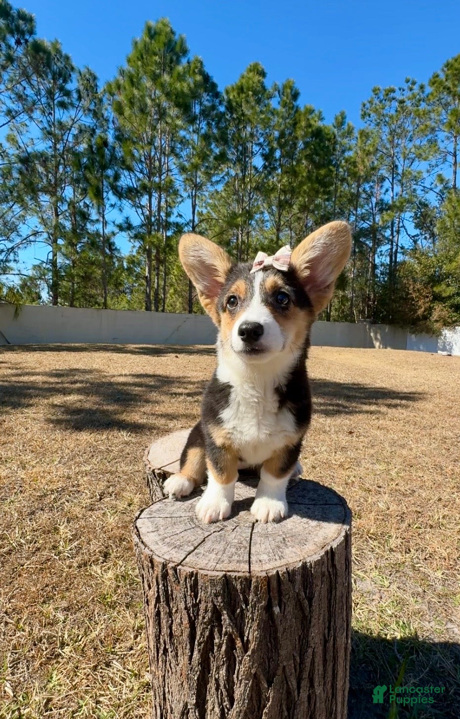 Mixed Breed dogs Sky  - Ad 1