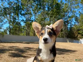 Mixed Breed dogs for sale: Sky - Ad 2