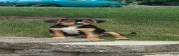 Mixed Breed dogs for sale: Blaze - Ad 5