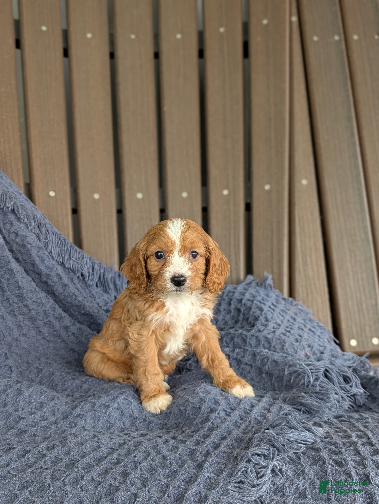 Cavapoo dogs Eloise  - Ad 1