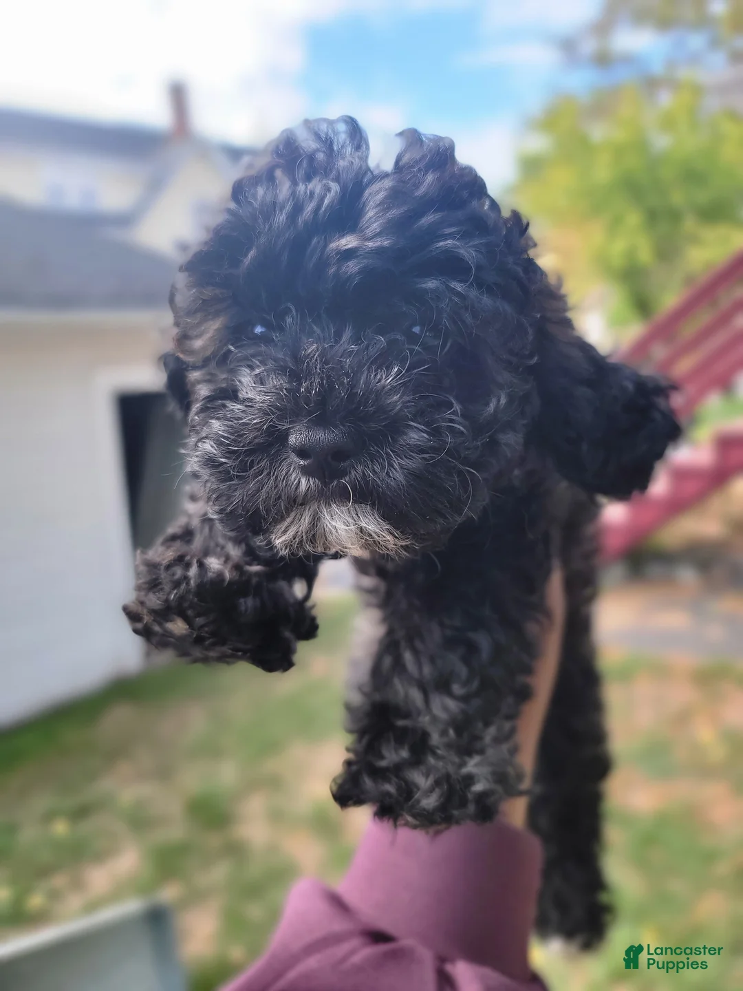 Shihpoo dogs for sale: Sky - Ad 1