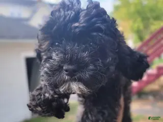 Shihpoo dogs Sky - Ad 10