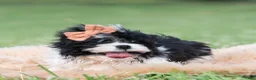 Shih Tzu dogs for sale: Barry Bloom - Ad 3