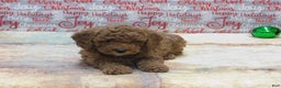 Goldendoodle dogs for sale: Mini Gigi - Ad 7