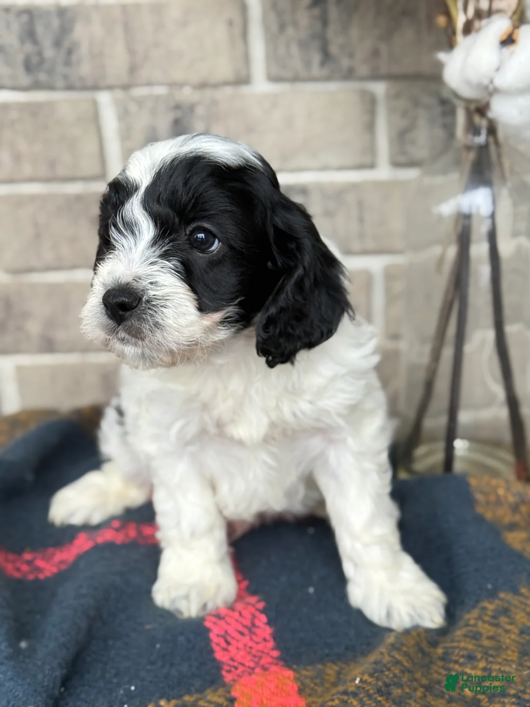 Cavapoo dogs for sale: Kip - Ad 9