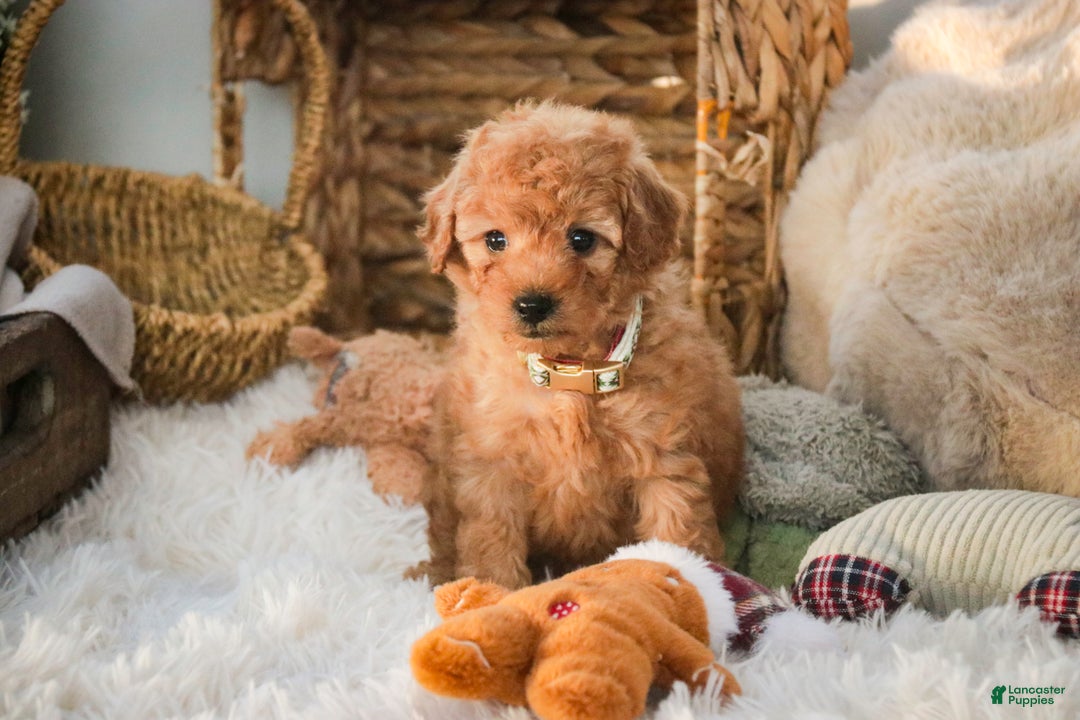 Miniature Poodle dogs for sale: Hunter - Ad 9